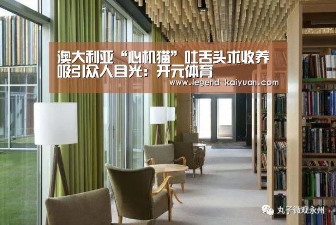 澳大利亚“心机猫”吐舌头求收养 吸引众人目光:开元体育(图4) 开元体育