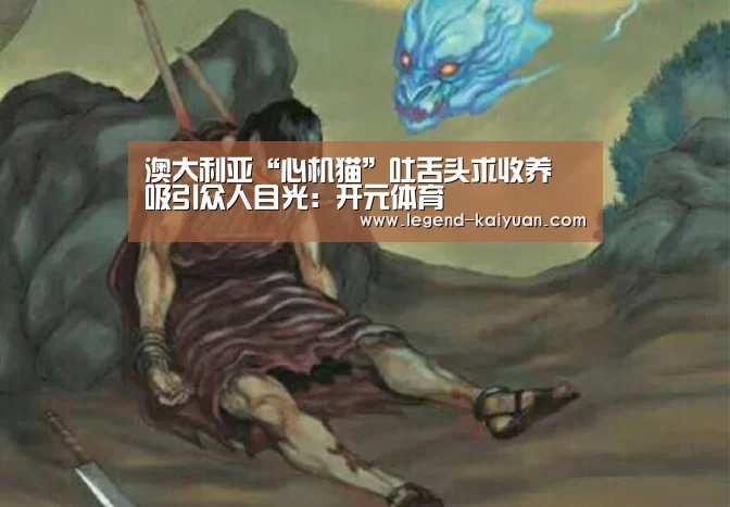 澳大利亚“心机猫”吐舌头求收养 吸引众人目光:开元体育(图3) 开云体育App