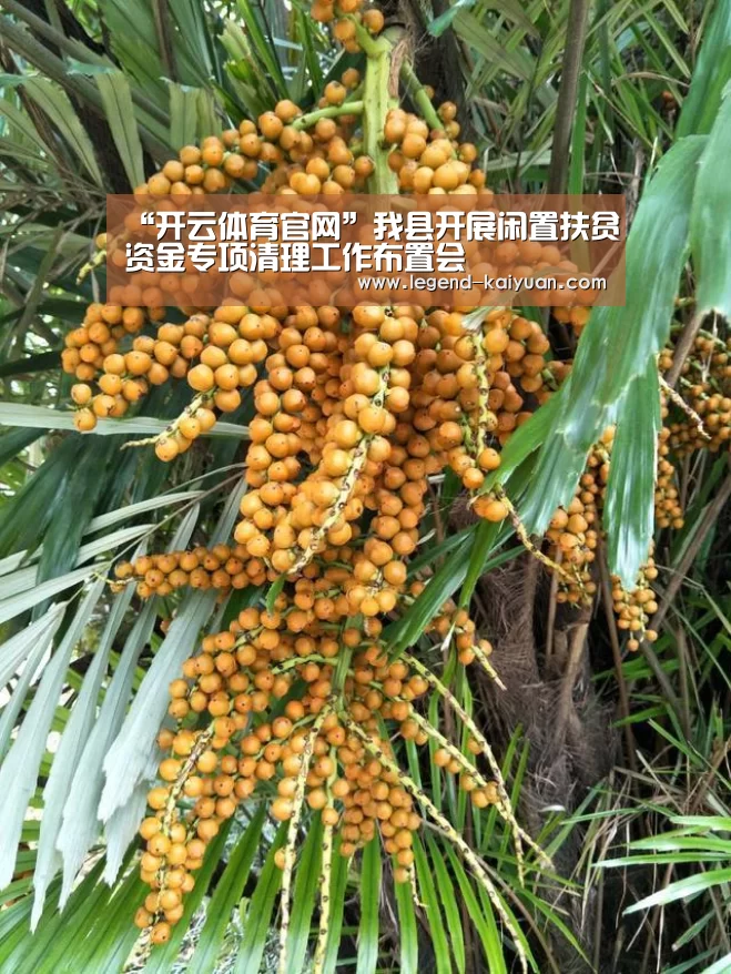 开元体育